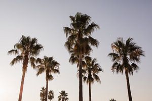 Palm trees France