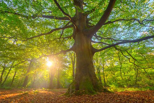Oude beuk in een beukenbos