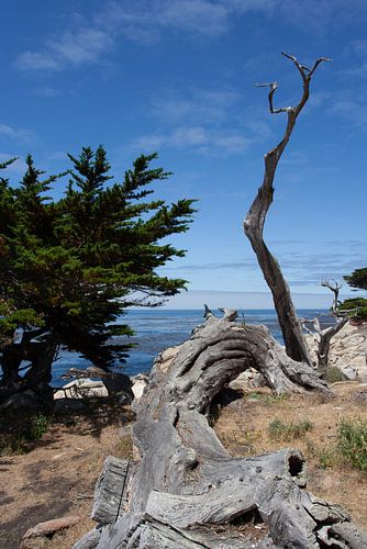 Ghost tree along the 17 mile drive in California