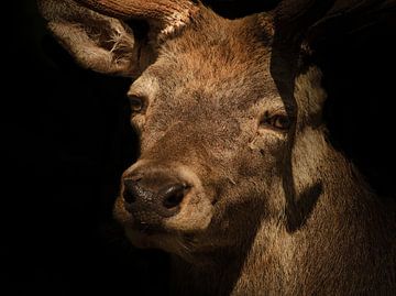 Close-up van een hert in Duitsland van Wolfgang Unger