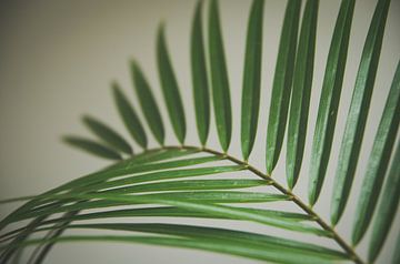Palm leaf, warm and botanical by Byroosmarijn