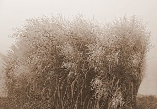 Bevroren gras in sepia