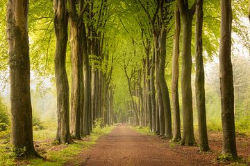 Avenue of Trees in spring by KB Design & Photography (Karen Brouwer)