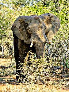 Elefant