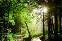 Forest with brook in sunshine