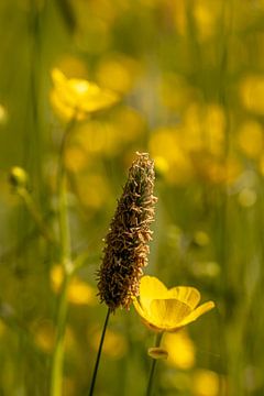 Grashalm tussen de Boterbloemen van Paul Veen