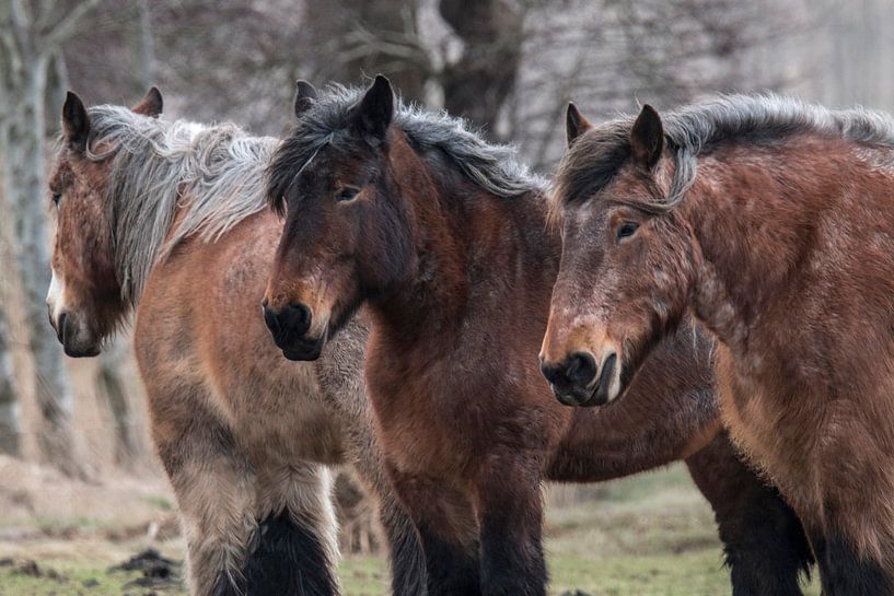 Belgisches Pferd, Equus ferus caballus von Gert Hilbink