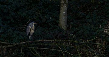 heron in the dark forest by joyce kool