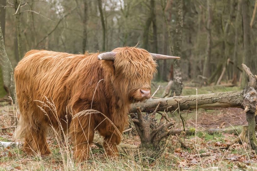 Schottischer Highlander von Ans Bastiaanssen