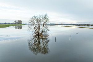 Hochwasser der IJssel mit hohen Wasserständen in den Überschwemmungsgebieten