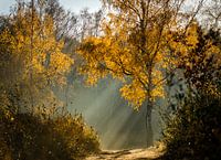 Herfstlicht op de Teut in Zonhoven