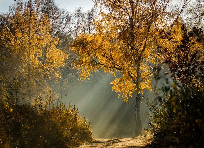 Autumn light by Het Boshuis