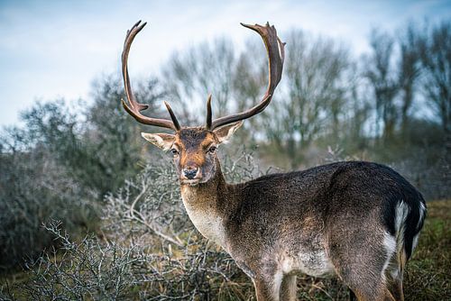 Deer with large antlers in the Dunes - fallow deer