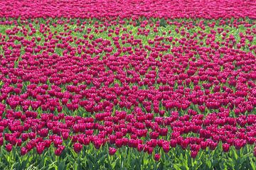 Wine Red Tulip Field