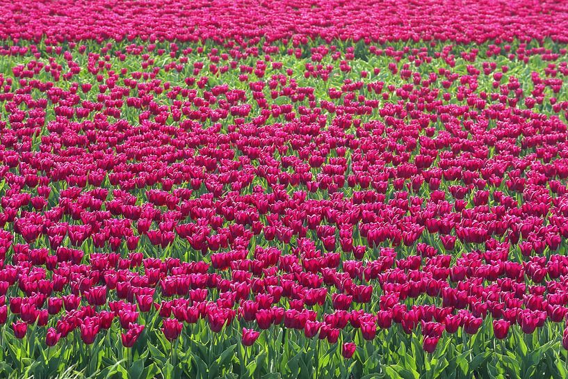 Weinrotes Tulpenfeld von MMFoto
