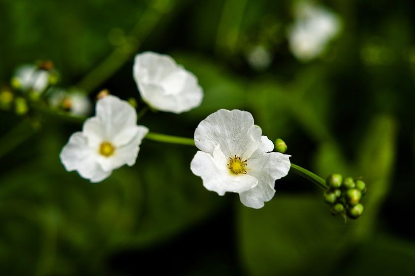Natürliche Harmonie weißer Blumen in Indonesien von Frank Photos