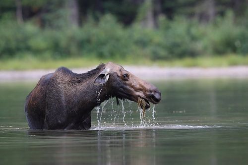 Elandkoe die waterplanten eet in het Glacier Nationaal Park in Montana, VS