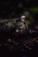 Le champignon à l'honneur