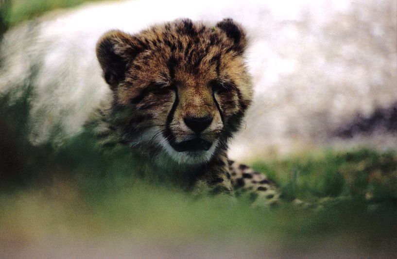 Sleepy cheetah cub by Bobsphotography