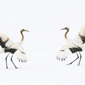 Dancing Red Crowned Cranes by Harry Eggens