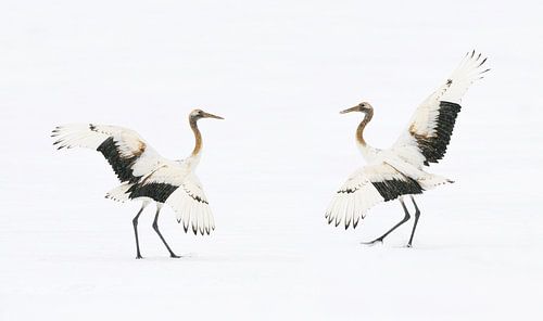 Dancing Red Crowned Cranes