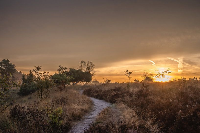 Wolfhezer heath part 57 by Tania Perneel
