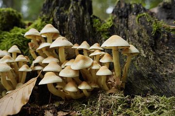 Gruppe von Pilzen auf einem Baumstumpf von Joep Rumpf