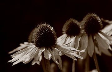 Zonnehoedjes in sepia