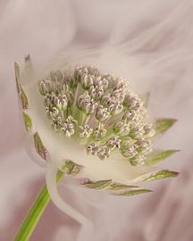 Mit dem Kopf in den Wolken: Rauch um eine rosa Astrantia Major von Marjolijn van den Berg