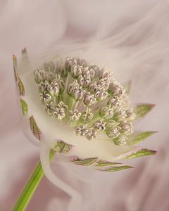 Mit dem Kopf in den Wolken: Rauch um eine rosa Astrantia Major