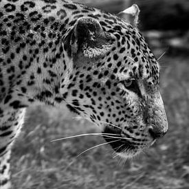 Tiger close-up in black and white sur Menno van der Werf