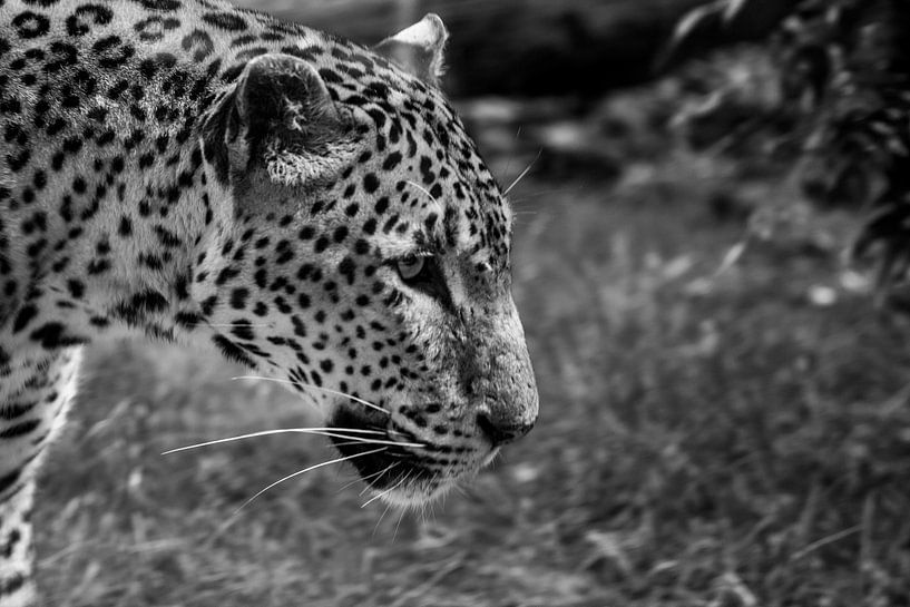Tiger close-up in black and white by Menno van der Werf