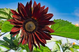 Red sunflower by Jolanda de Jong-Jansen