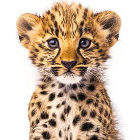 Baby leopard by Christian Müringer
