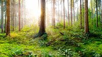 Frischer Wald - Sonnenaufgang in der Natur von Günter Albers Miniaturansicht