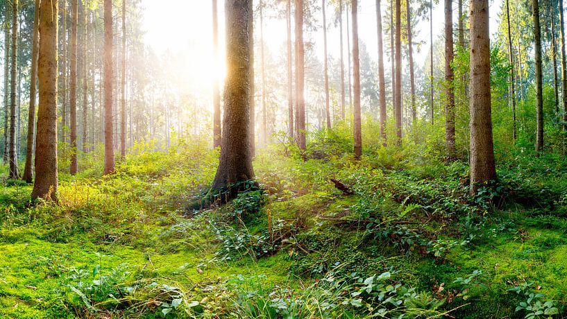 Frischer Wald - Sonnenaufgang in der Natur von Günter Albers