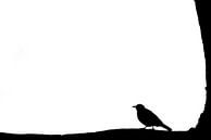 Merel by Bert Kok thumbnail