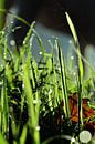 Grassprieten in dauw van Arno Wolsink thumbnail