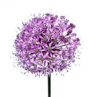 Violette Blume - Zwiebel