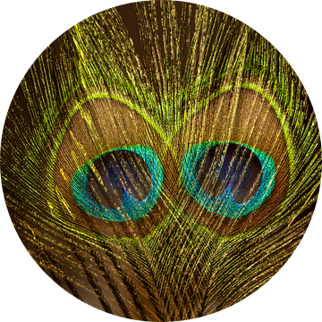 Trots (ogen op veren van pauw)