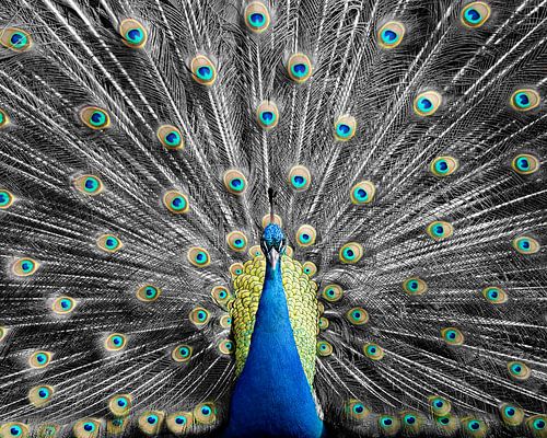 Kombination von Schwarz-Weiß und Farbe bei diesem Peacock