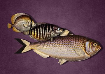 3 Fish - the Purple Edition by Marja van den Hurk
