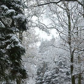 Un sentier forestier en hiver avec de la neige sur Corinne Welp