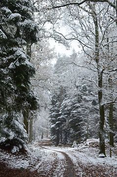 A forest path in winter with snow
