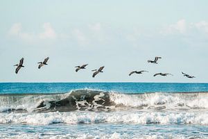 Pélicans flottant au-dessus des vagues
