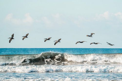Pelikanen Zwevend boven de Golven