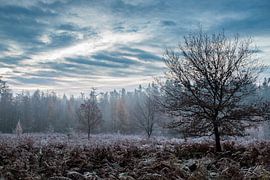 Gefrorenes Feld von René Groenendijk