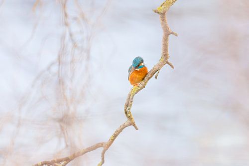 Birds - Kingfisher lurking for fish on a winding willow branch by Servan Ott