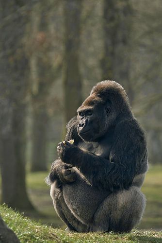 Zilverrug - Gorilla in het bos