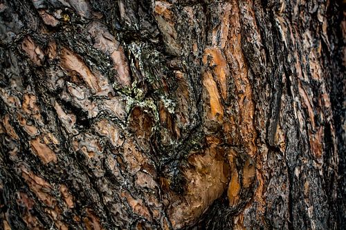 The beauty of the pine tree